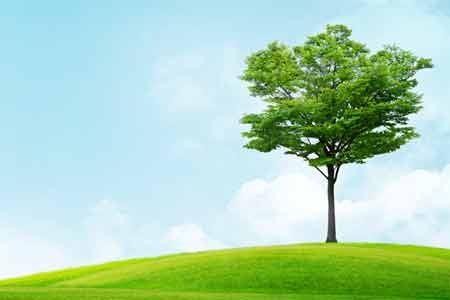 single_tree450x300